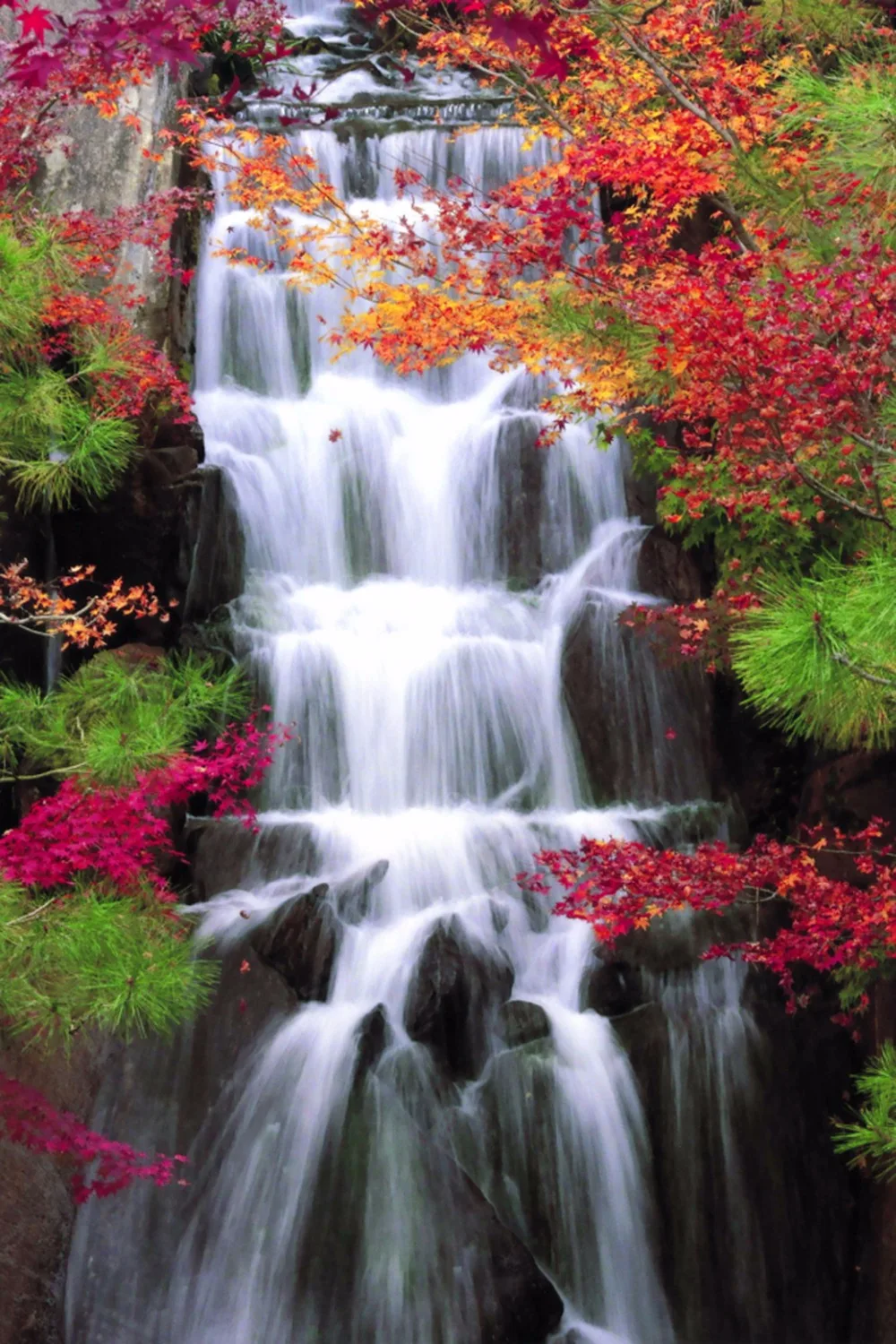 O-Rain Forest-02(90x60cm)