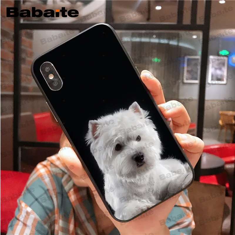 Westie dog