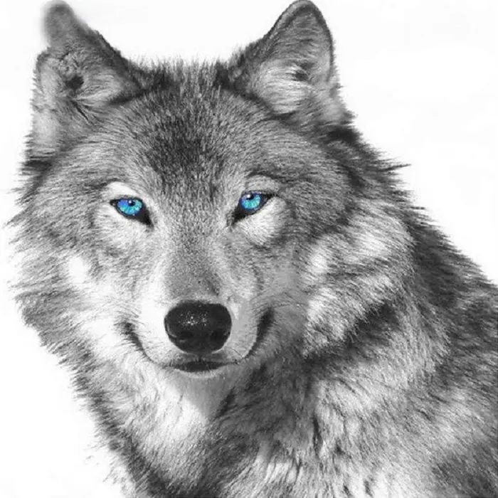 Ever-Moment-Wolf-Diamond-Painting-Cross-Stitch-5D-DIY-Embroidery-Diamond-Animal-Mosaic-Kit-Living-Room.jpg_640x640