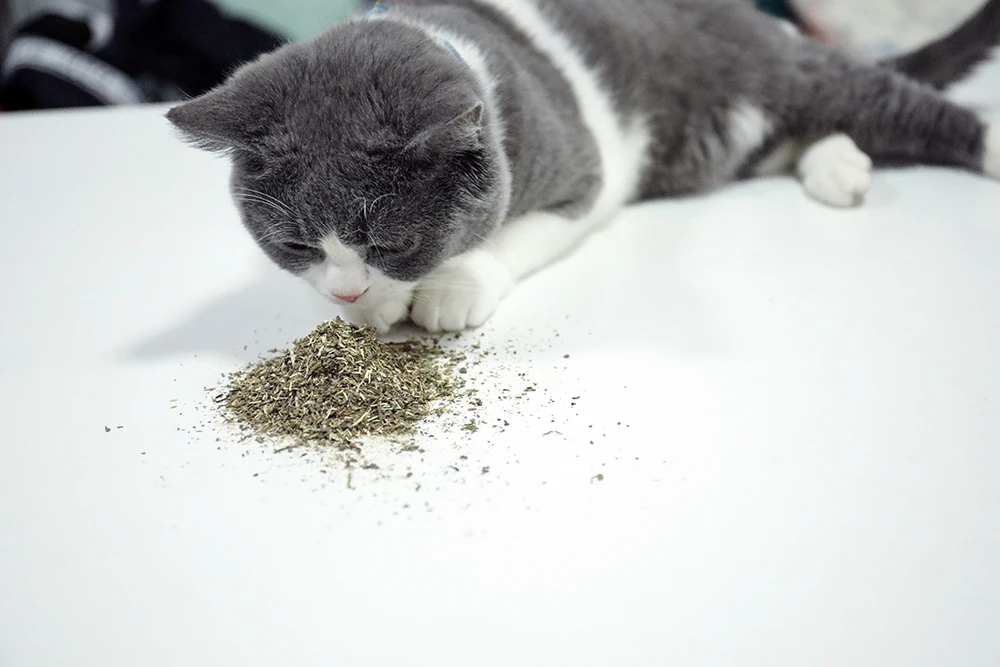 Catnip натуральный органический Премиум Catnip мятный ментоловый аромат можно разбрызгать на игрушки и игрушки для кошек Catnip приятный питомец