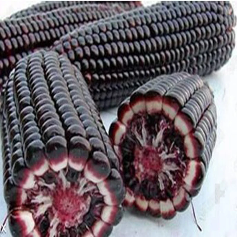 

20pcs bonsai purple sweet glutinous black corn purple black waxy corn red and black corn sticky plants