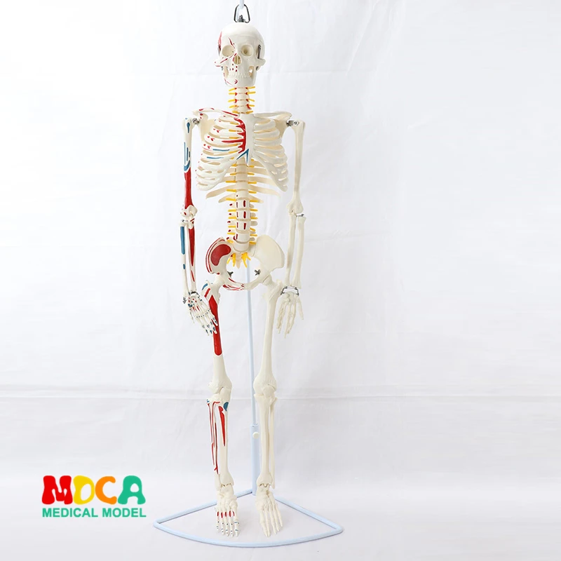 

Medical 85CM Hanging type human .skeleton model neuromuscular start and stop skeleton yoga teaching spinal column MGG204