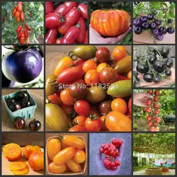 100 шт., высокое качество, свежие семена томатов-бонсай, фрукты, овощи, семена