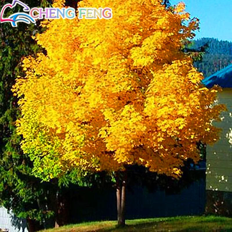 

50 pcs Yellow Maple bonsai Home Garden plants Tree backyard Gold and giant plant Decoration Bonsais pots Free Shipping