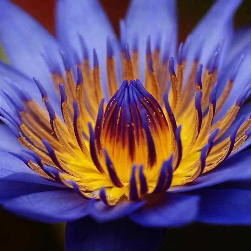 

10pcs/bag bowl lotus water lily rare Aquatic flower Perennial Plant bonsai for home garden Bonsai Decor Supplies Flower Seedling