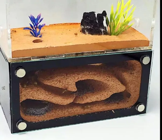 

2 Rooms Ant Nest Transparent Ant House For Kids Home Pet Use Student Scientific Device Toy Ant Acrylic Villa Farm With Tool Set