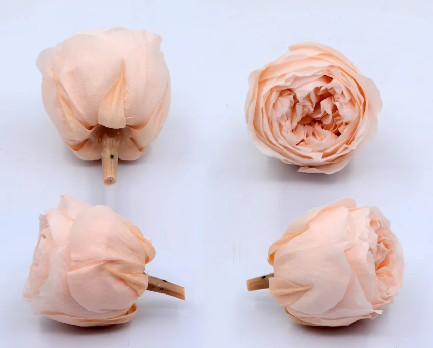 

Mother's Day gifts Wholesale promotion preserved austin flowers 6pcs/box diy eternal life flowers material 5-6cm austin