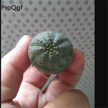 

Proqgf 1Pcs A Set Euphorbia obesa baseball
