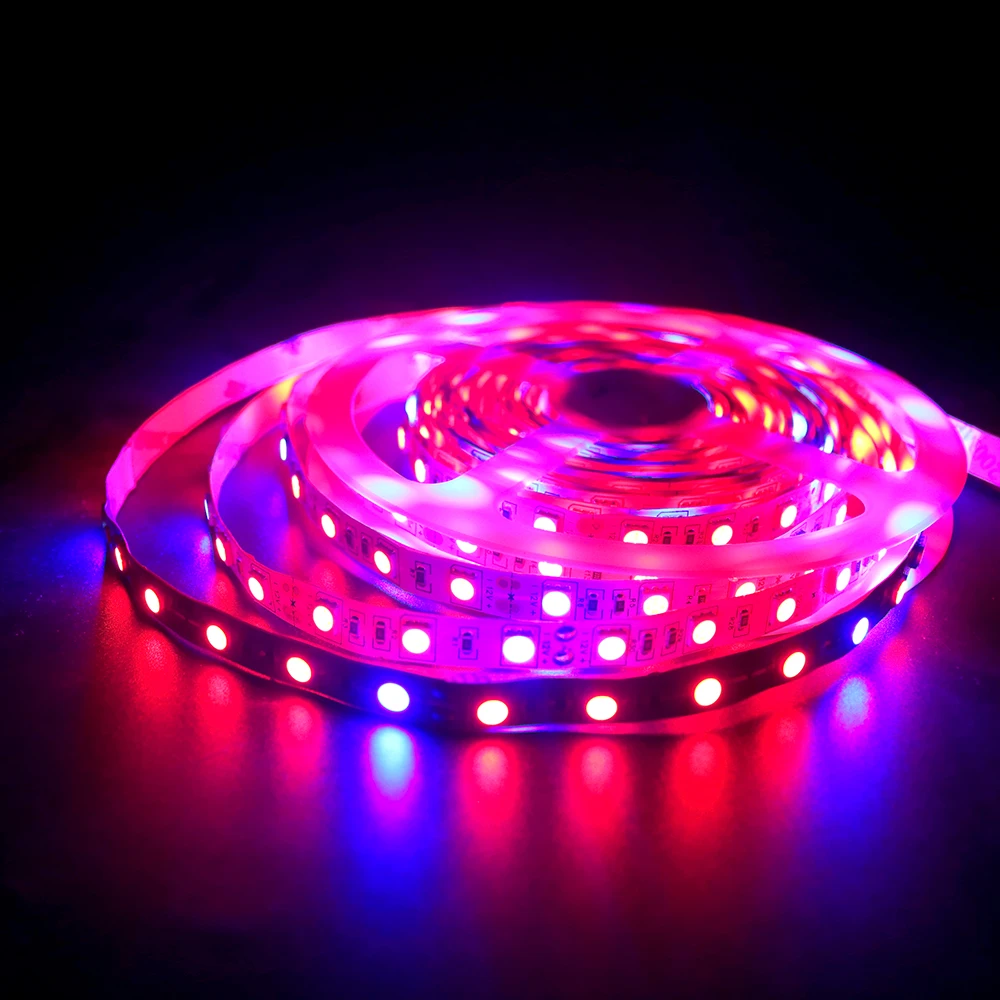 CHINCOLOR LED Plant Grow Lights 5050 DC12V 300leds 31 41 51 Red Blue light for Greenhouse Hydroponic Full Spectrum IP20 DA