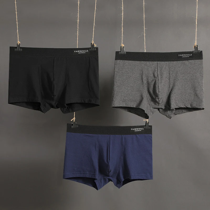 boxer (1)