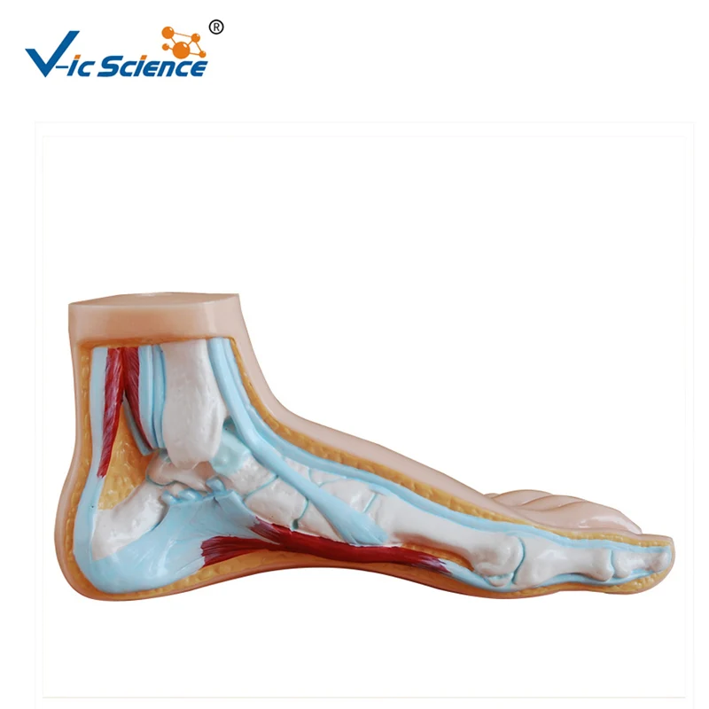 

Hospital Study Normal Foot Anatomy Model