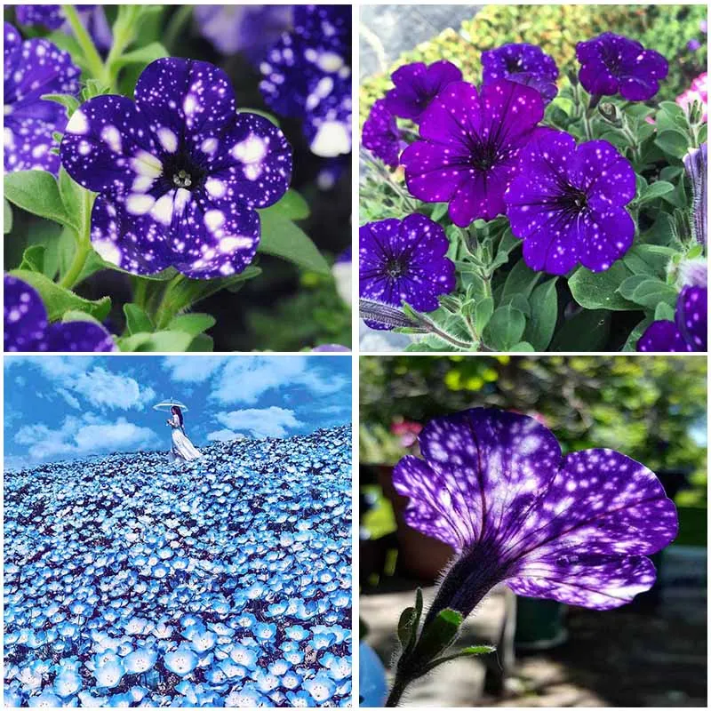

Beautiful Purple Flowers Full Square 5D Diamond Painting Embroidery Mosaic Full Display Round Drill Stitch Home Decor Gift