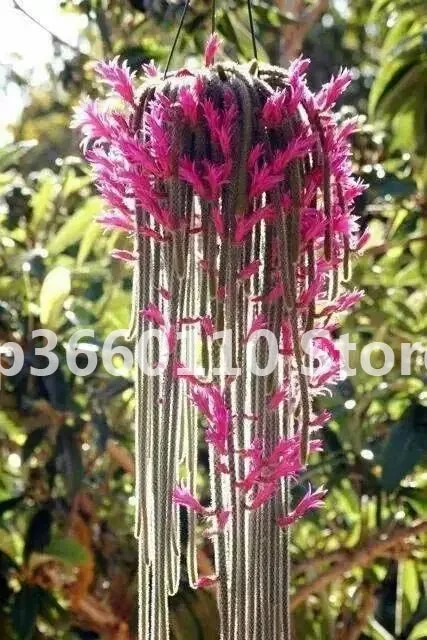 

100 pcs Climbing plant Echinopsis Tubiflora Flowering Cactus bonsai plant Rare Flower Perennial Ornamental Mini Plant Succulent