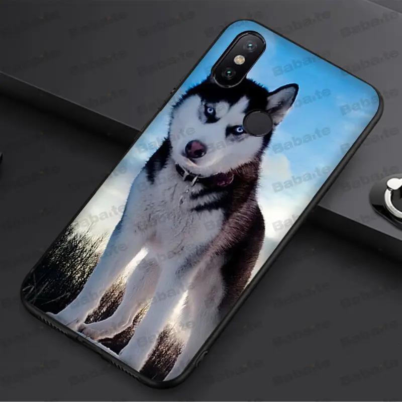 Animal Husky cute Puppy Dog