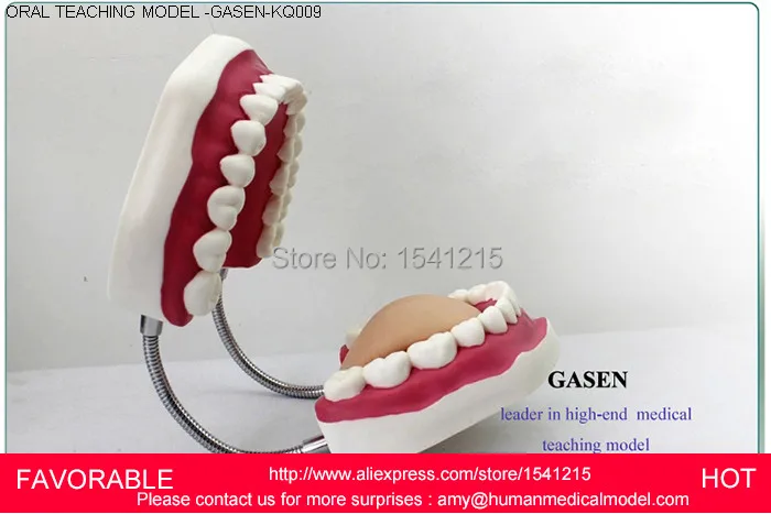 

DENTAL TEETH MODEL 2017,DORAL CARE MODEL BRUSHING GUIDANCE MODEL TOOTH MODEL,ORAL TEACHING MODEL-GASEN-KQ009