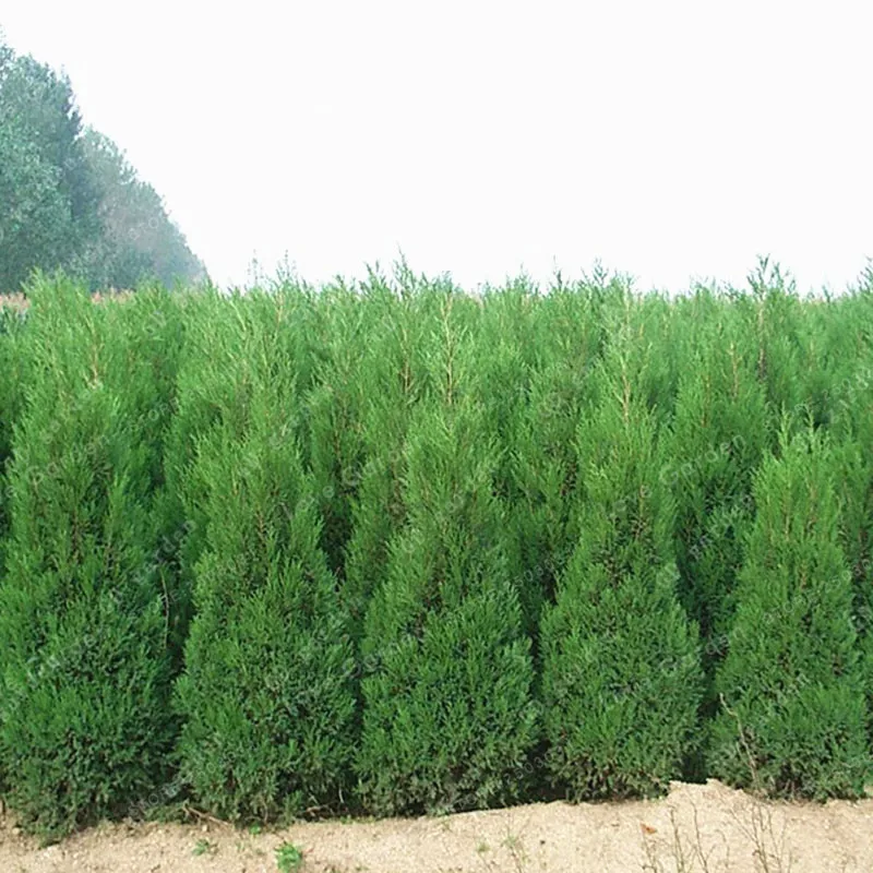 50 Pcs Chinese Platycladus Thuja Orientalis Bonsai For Home Plants Garden Tree Immortal Symbol Of Longevity Bonsai