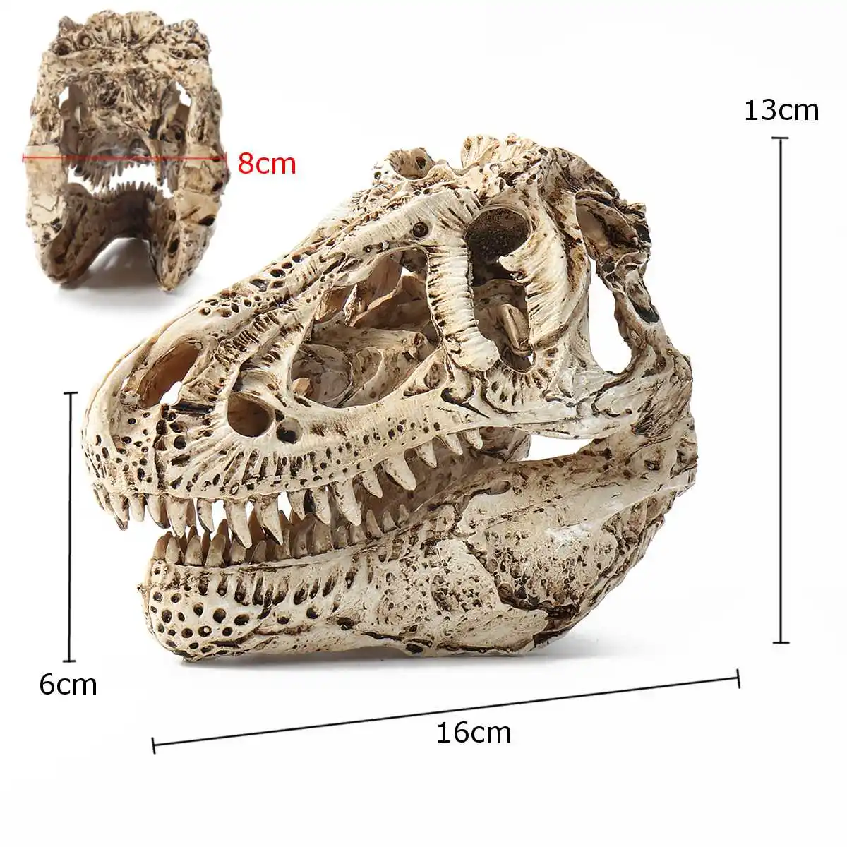 

Tyrannosaurus T-Rex Skull Resin Specimen Model Dinosaur Collectibles Craft Biology Medical Science Teaching Model Specimen Tool
