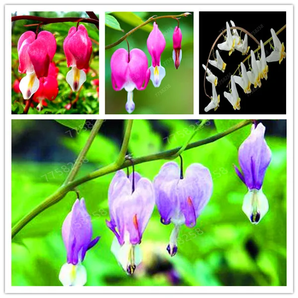 

100 Pcs Heart Flower Dicentra Spectabilis Purse Peony Plants Air Purification Bonsai Heart Wallet Foliage Plant for Home Garden