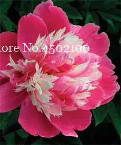 10 Pcs Herbaceous Bonsai, Chinese Peony Flowers Potted Home Garden Balcony Plant High Germination Rate Bonsai Flores 10 Pcs Herbaceous Bonsai, Chinese Peony Flowers Potted Home Garden Balcony Plant High Germination Rate Bonsai Flores