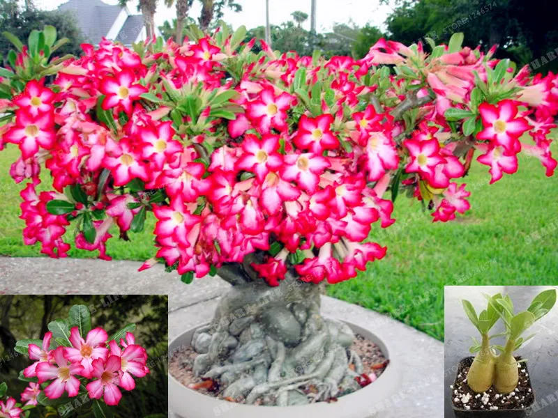 Роза Пустыни Цветок Купить