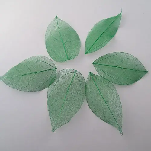 

4-7cm Wholesale 100pcs green color Natural skeleton leaves for DIY 0140010014