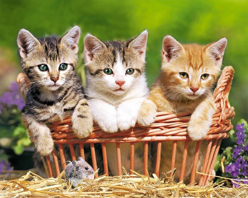 

Diamond Embroidery Cats Animals Stitch 5D Diamond Mosaic Painting Full Square Sale DIY Rhinestones Pattern Paintings