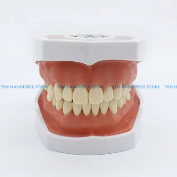 

2018 good quality dental teeth model Removable tooth model Excretion exercise model Preparation teeth training dental model