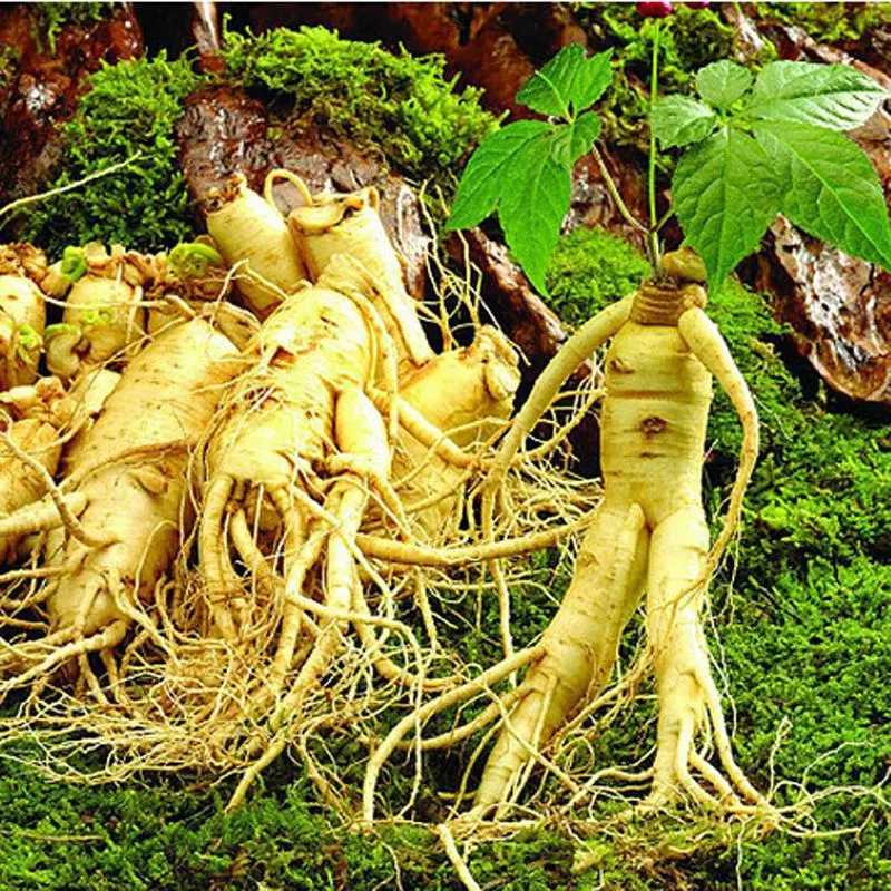 Wild ginseng ginseng seed seed fruit seed seedling pot ginseng ginseng