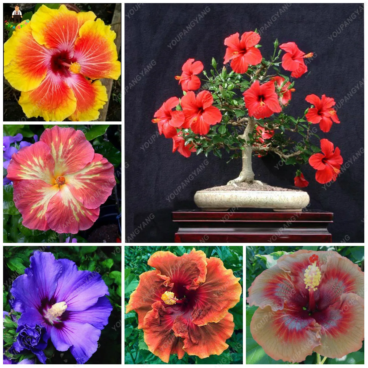200pcs Giant Hibiscus Bonsai 24kinds Hibiscus Flowers Bonsaias Mix Color Hibiscus Tree plating