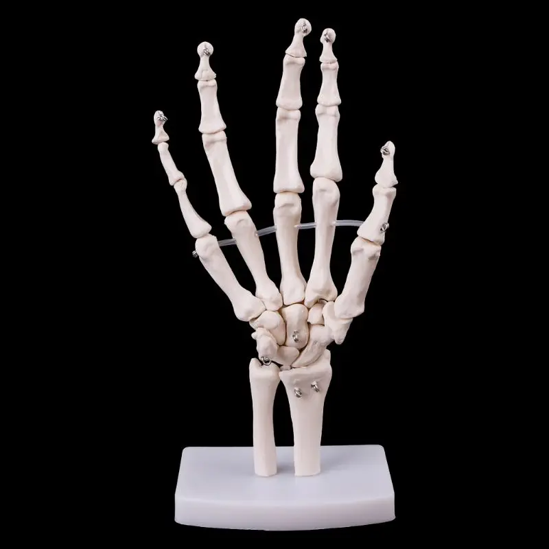 Анатомическая модель скелета для ручного сустава, медицинский анатомический инструмент для исследования, медицинский канцтовары в натуральную величину