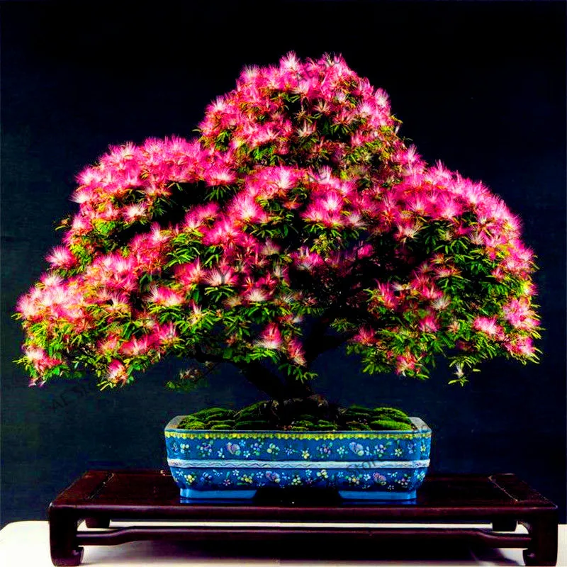 New Julibrissin Tree plant Mimosa Acacia flores Potted