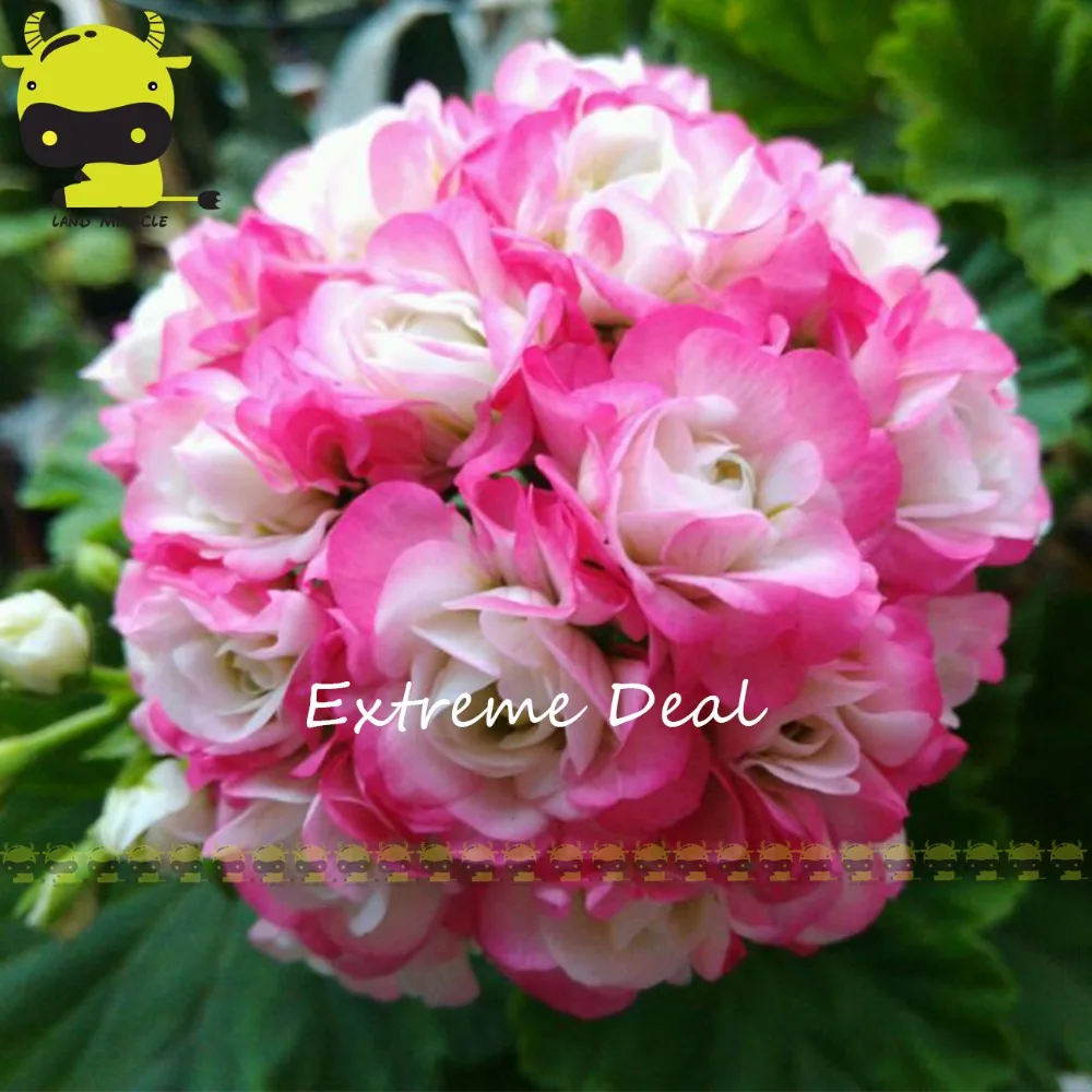 100 Genuine Rare Geranium Le Blossom Light Pink Flower Seeds 5 100 Genuine Rare Geranium Le Blossom Light Pink Flower Seeds 5 Garden Blooms Bonsai Plants For Home