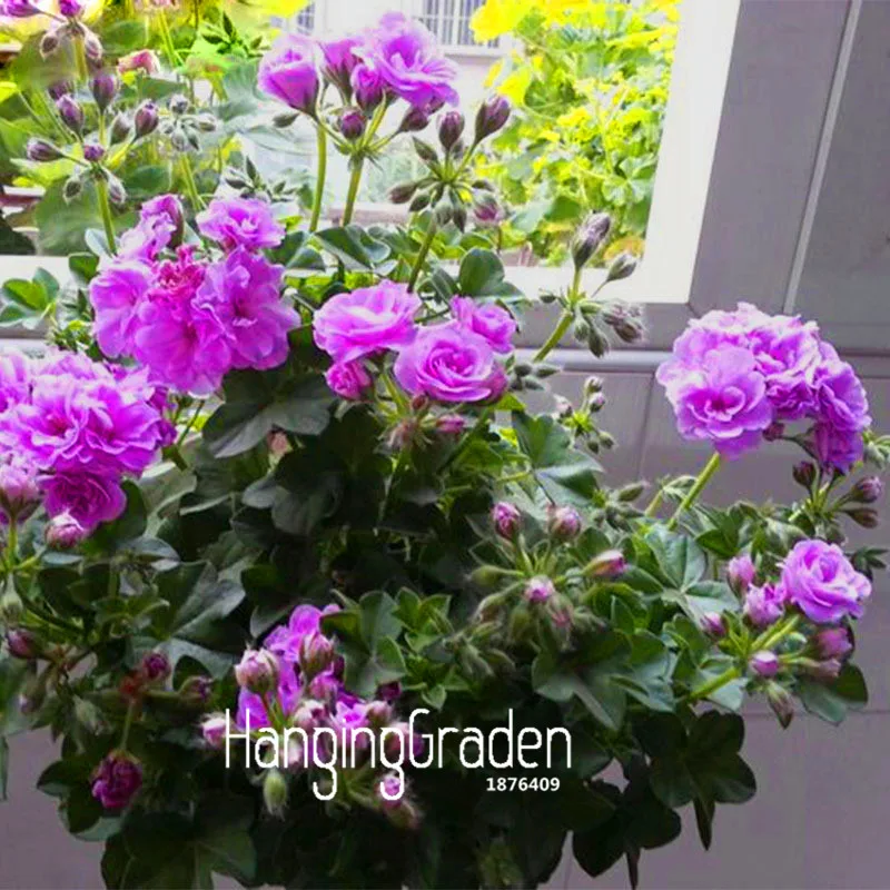 

New 2018! 30PCS Elegant Purple Univalve Geranium bonsai Perennial Flower garden Pelargonium Peltatum for Indoor Rooms,#3SZY1