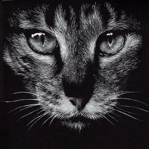 Cats Head