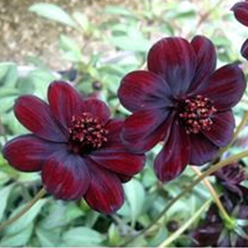 Us 013 51 Offrare Chocolate Cosmos Flower Bonsais Blooms All Summer Long And Has Rich Scent Like Chocolate Home Garden Flower 30pcsbo Si Ju On