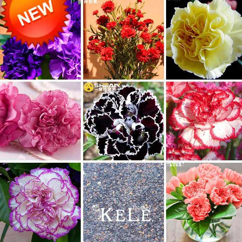 Большая промакция! 16 Цвета Гвоздика карликовое дерево в горшке для балкона в горшках двор садовые растения Шабо цветок flores, 200 шт./упак