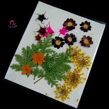 

Dried flowers in pack 200pcs/10packs pressed flower stickers