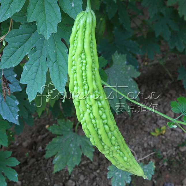 Jawahar Bitter Melon Seeds Healthy Benefit Non Gmo Vegetables Natural Plant Plant Plants Planting Vegetable Plantsplants Vegetables Aliexpress