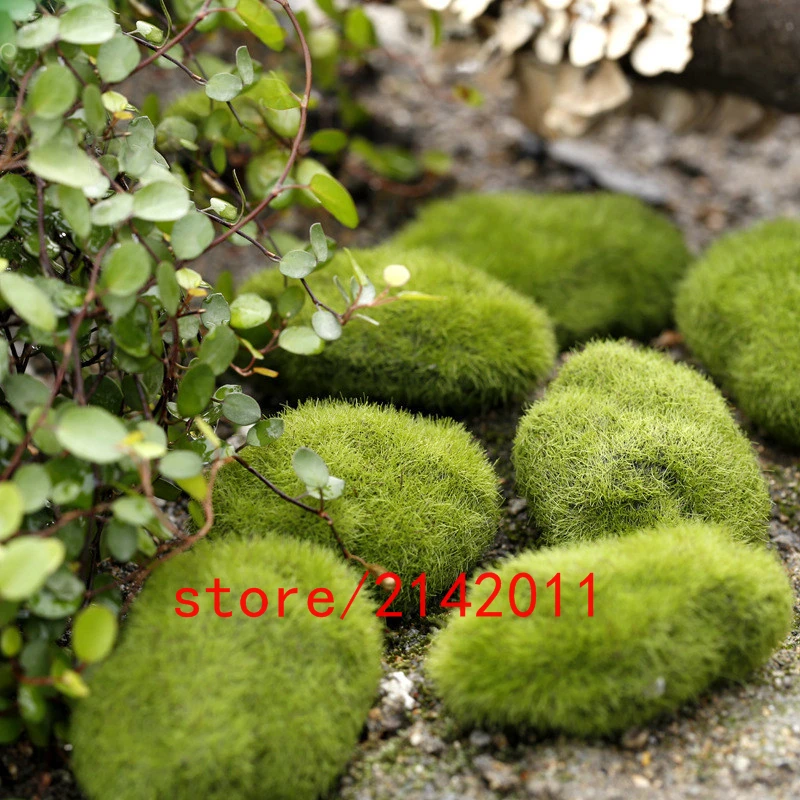 

200 pcs/bag moss plants,moss ball,outdoor grass ,Garden Decor plant for home garden