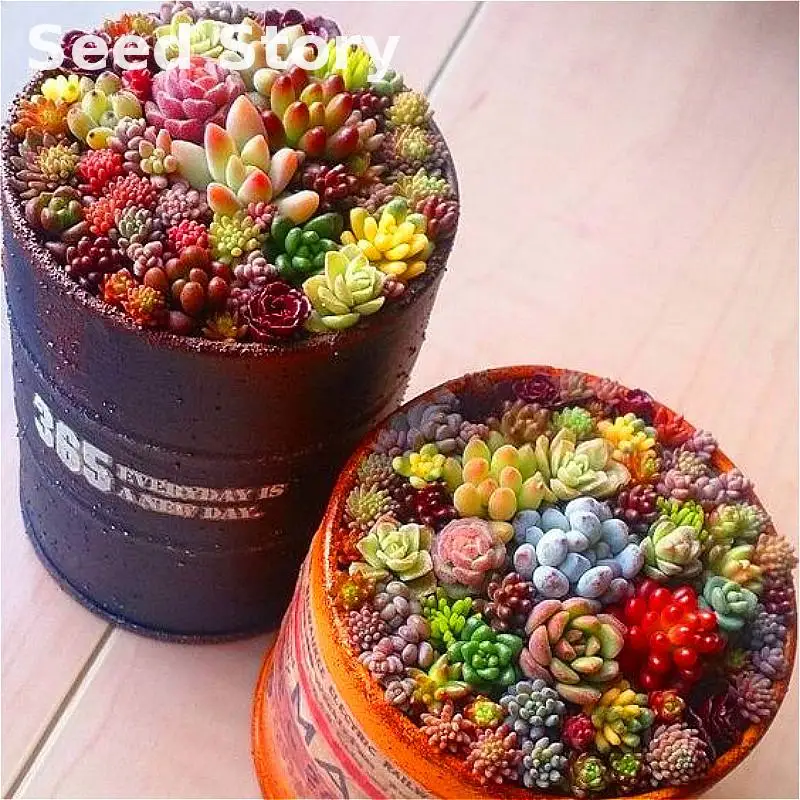 

2016 Happy New Year 100pcs Mix Succulent Plants Lithops plants Diy Plant Bonsai plants For Home Garden full$1 Send Rose Gift bon