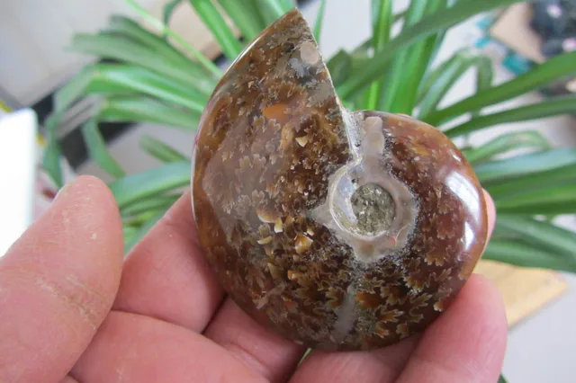 Cheap 67.6g  NATURAL BEAUTIFUL ammonite FOSSIL SPECIMEN