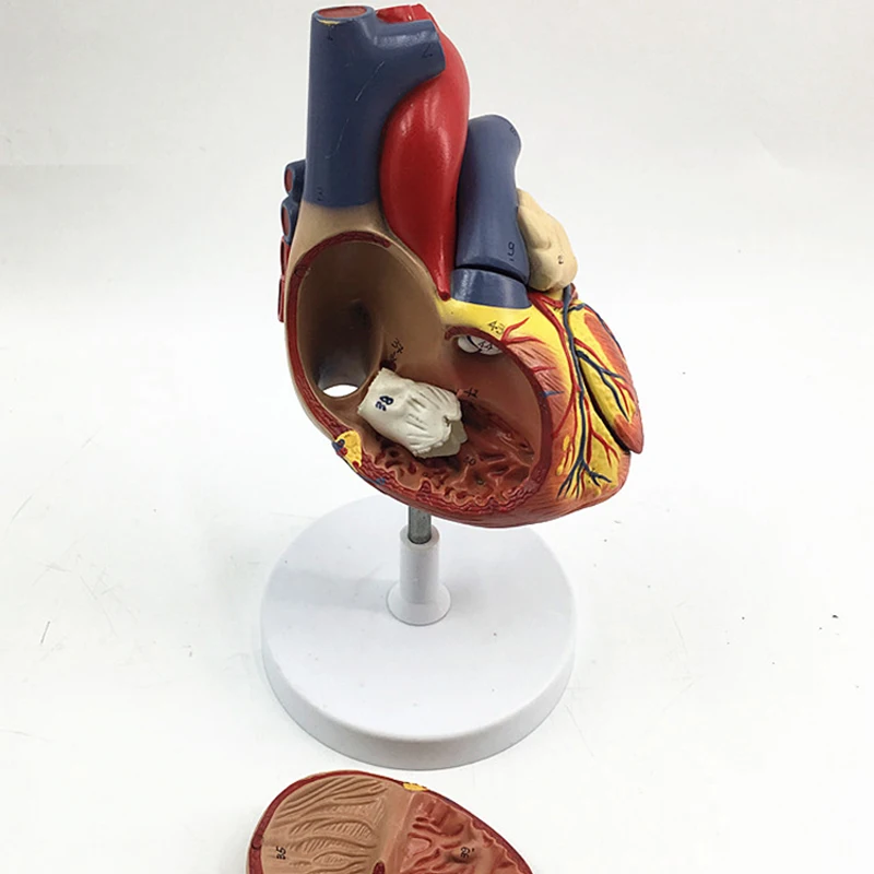 

TB/52106, 2time Bigger Human Heart Anatomy, 4 parts, Numbered with 49 points, Plastic PVC Heart Model