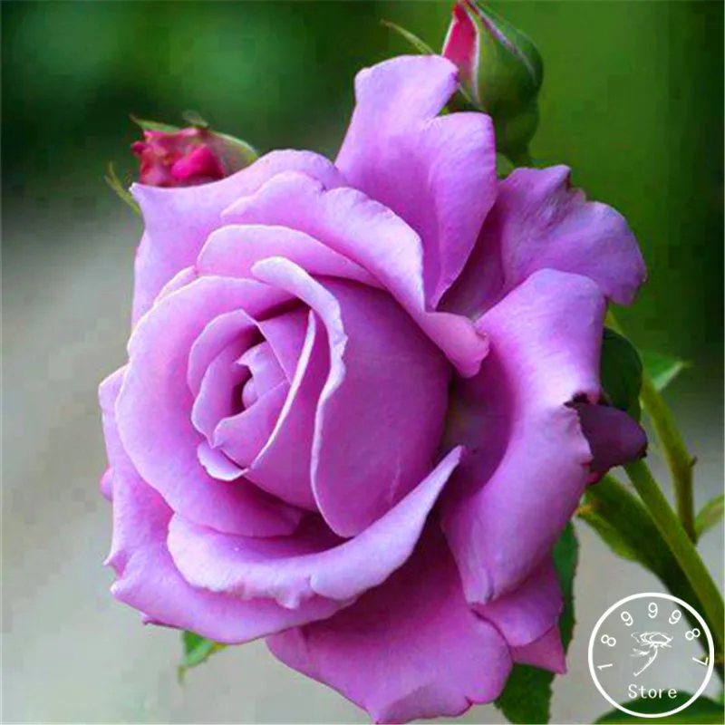 

Best-Selling!120/Lot Sterling Silver Rose plant Romantic Color Good Gift for DIY Home Garden Lover Bush Bonsai Flower,#1WWE02