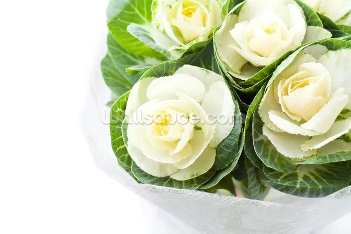 63089670white-decorative-cabbage-flowers-vase-white-background