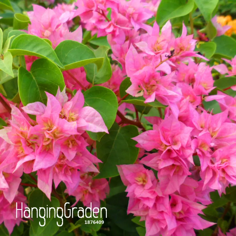 

Sale!100 Pcs A Lot Rare Rose Pink Bougainvillea Spectabilis Garden Perennial Bonsai Plant Flower Plantas,#E9468P