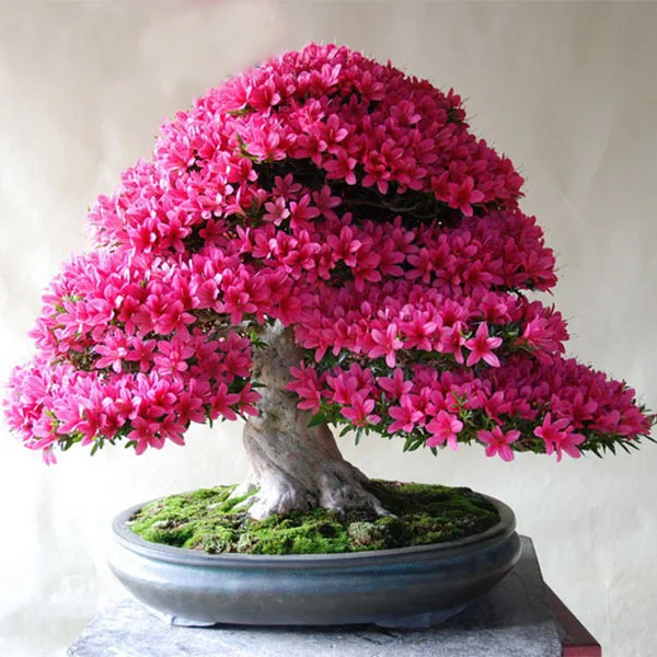 Popular Pink Azaleas-Buy Cheap Pink Azaleas lots from ...