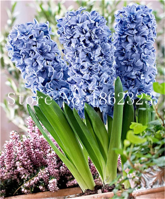 100 szt Hiacynt bonsai wieloletnie Hyacinth roślina doniczkowa Indoor roślina Easy rosną w doniczkach kwiat roślin Bonsai dla domu ogród tanie i dobre opinie Bardzo proste Roczne Wykluczone Nowa roślina Upiększających Mini średni duży mały Wiosna Virgo Subtropikalnych 100 szt Hiacynt bonsai wieloletnie Hyacinth roślina doniczkowa Indoor roślina Easy rosną w doniczkach kwiat roślin Bonsai dla domu ogród tanie i dobre opinie Bardzo proste Roczne Wykluczone Nowa roślina Upiększających Mini średni duży mały Wiosna Virgo Subtropikalnych