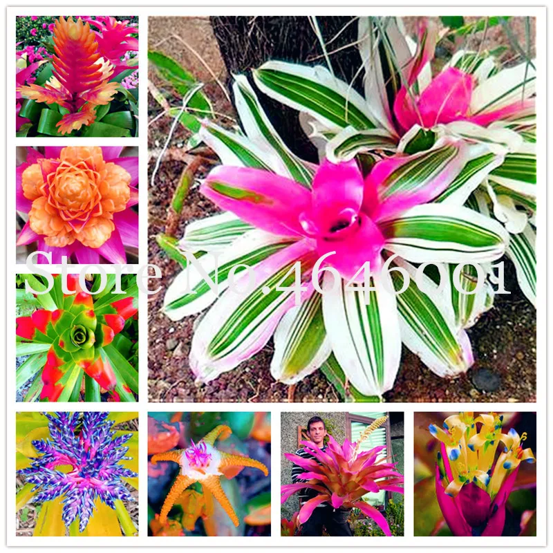 

Bonsai 100 pcs Bromeliad Succulent Plants Rare Colorful Flower Bonsai Courtyard Mini Plant Succulent Bonsai DIY Home Garden