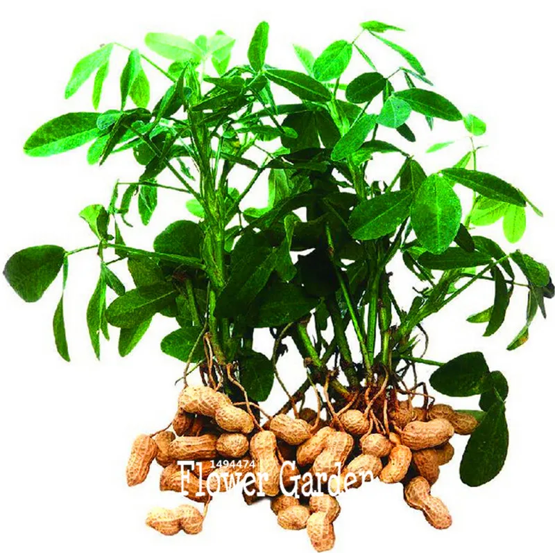 арахис какой орех. орех арахис дерево. арахис баланшированный. арахис какой орех. орехи арахис.