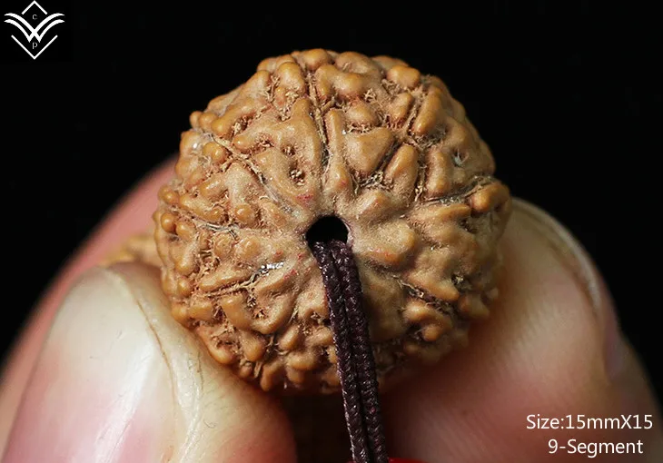 Rudraksha 9 сегментов 15 мм x мясистые коллекции изобразительного искусства Будды